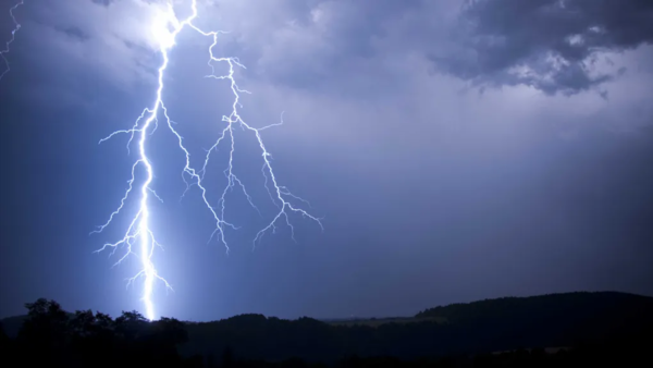 雷神震怒！这种树竟然&ldquo;引雷&rdquo;杀死寄生虫和周边树木